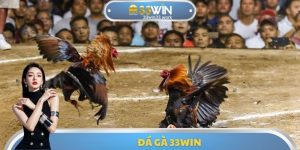 Đá Gà 33WIN - Tìm Hiểu Luật Chơi Chi Tiết Để Tham Gia