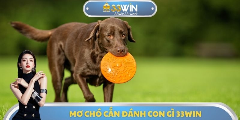 Mơ Chó Cắn Đánh Con Gì 33WIN - Tìm Hiểu Về Các Con Số