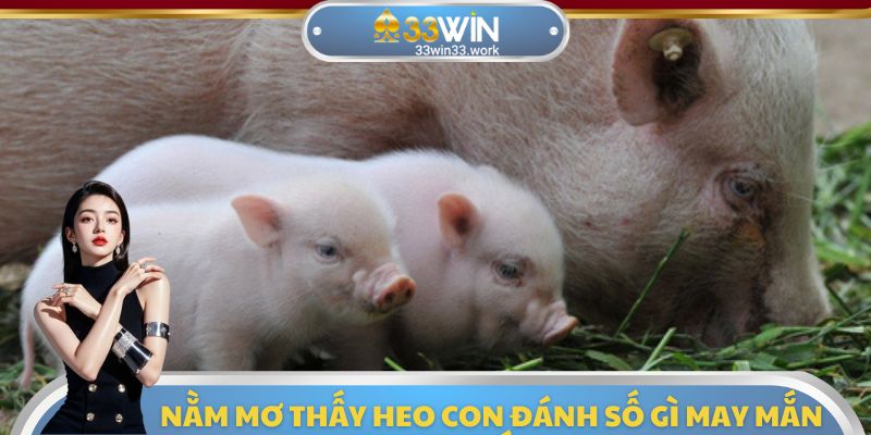 Nằm mơ thấy heo con đánh số gì may mắn nhất theo cao thủ